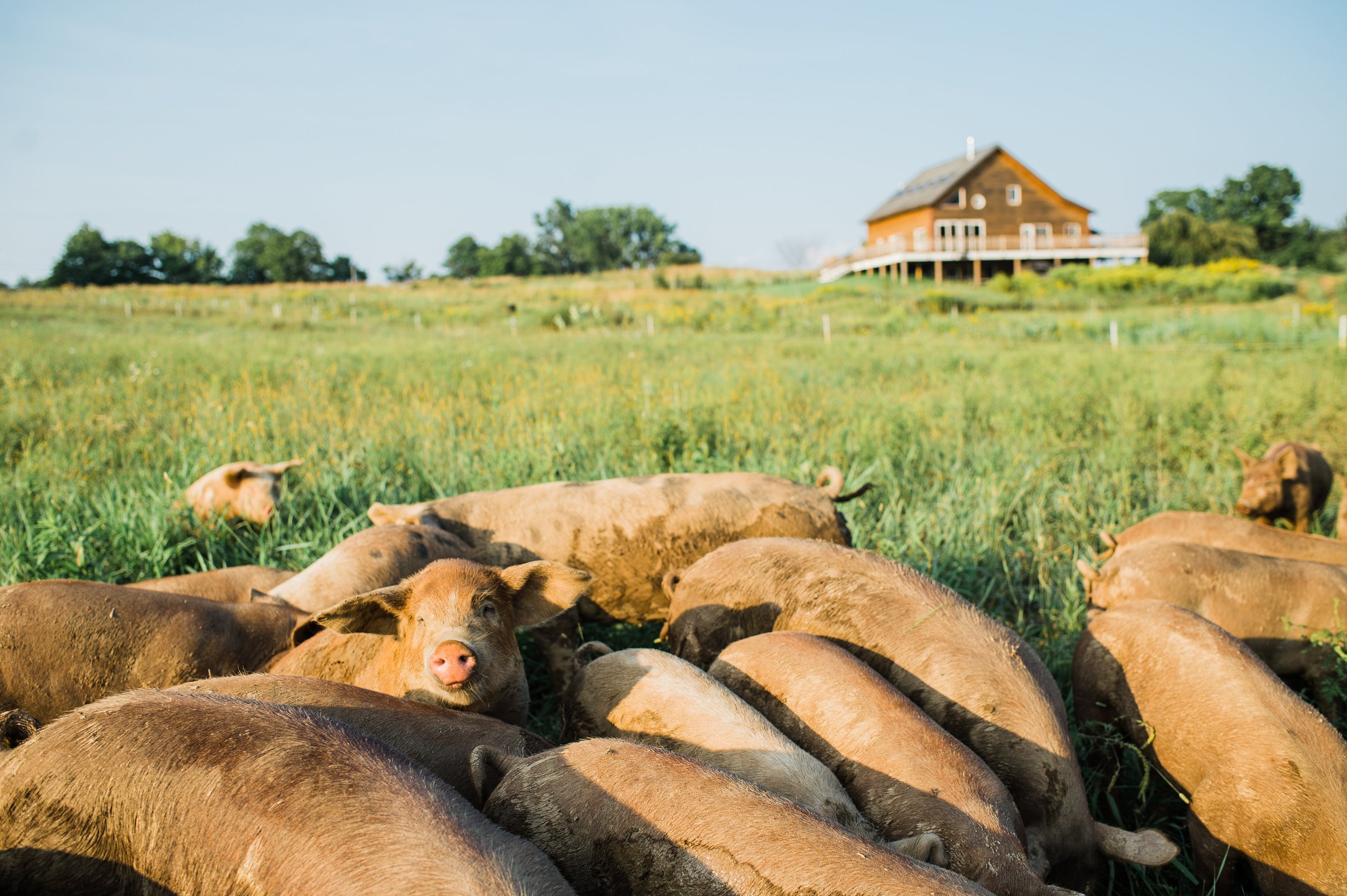 A group of pigs grazing in a lush green field with a rustic farmhouse in the background under a clear blue sky.