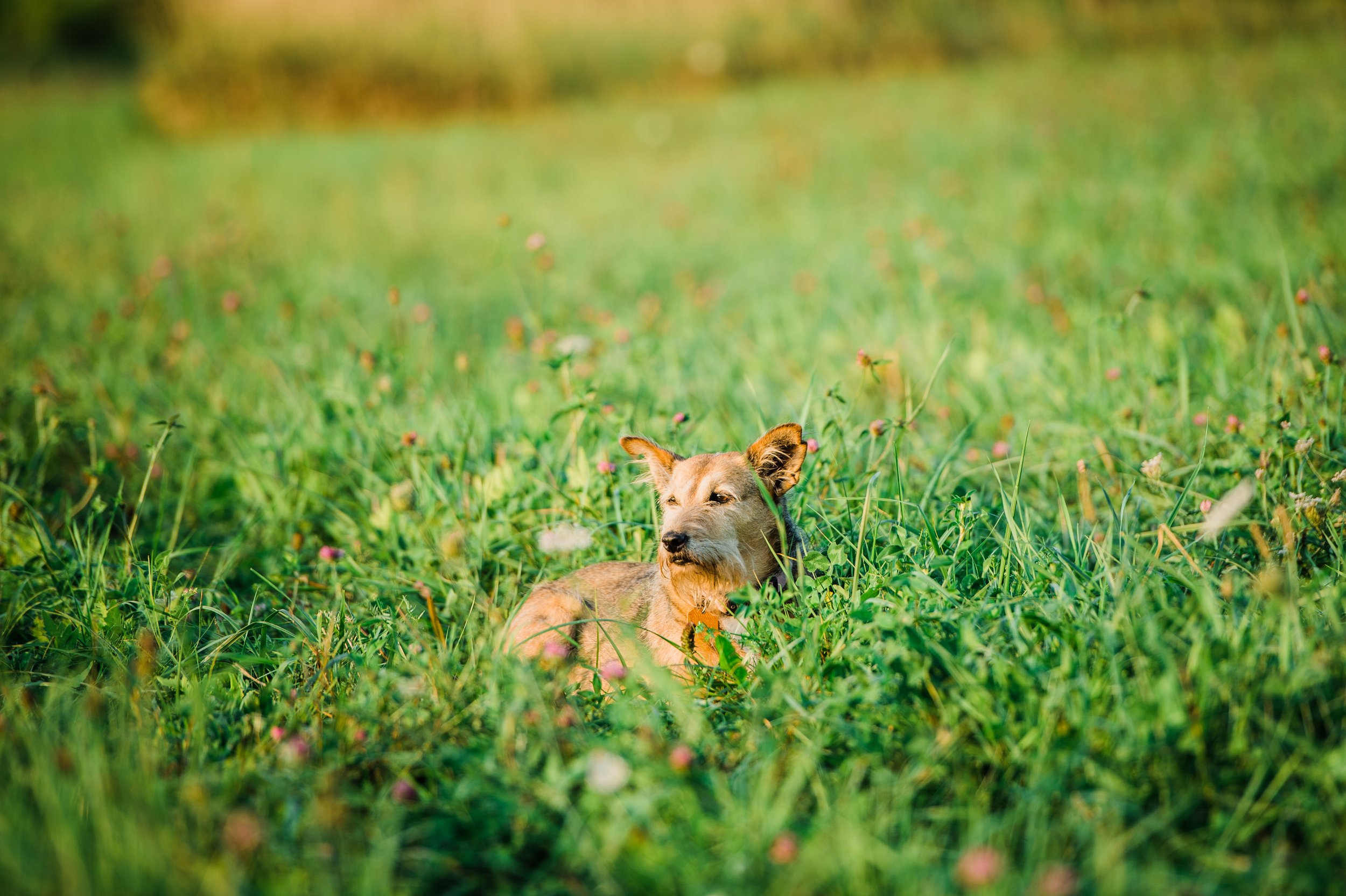 View More: https://juniperstudios.pass.us/pigasus A relaxed dog lying in a lush green field surrounded by wildflowers, enjoying a sunny day outdoors.
