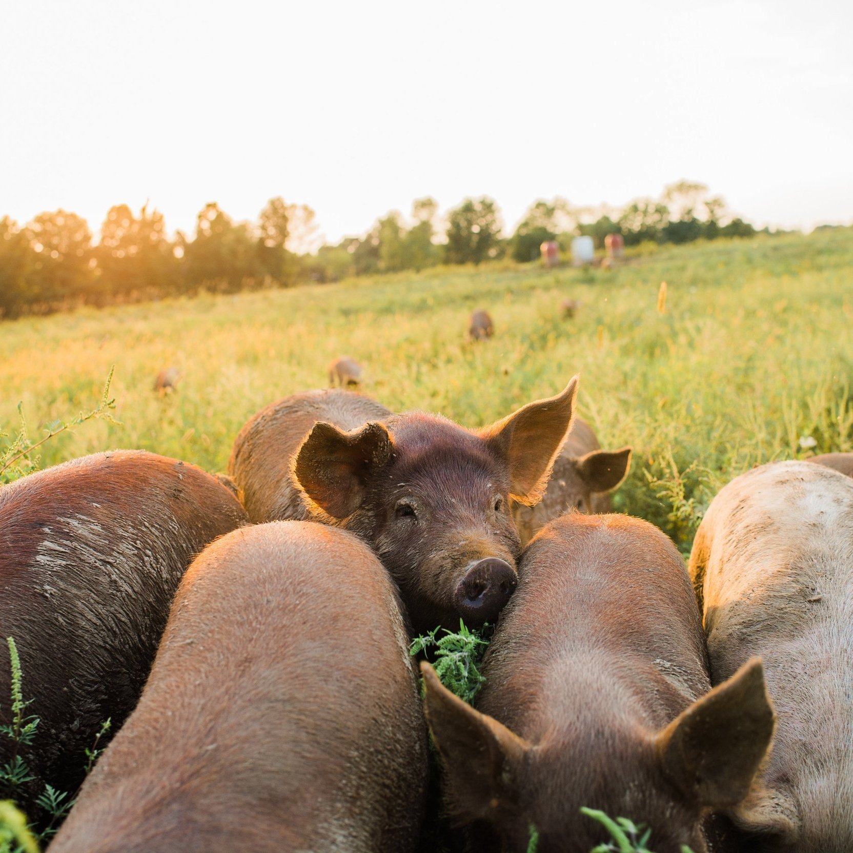 A group of pigs foraging in a lush green field during sunset, showcasing their natural habitat and farming practices.